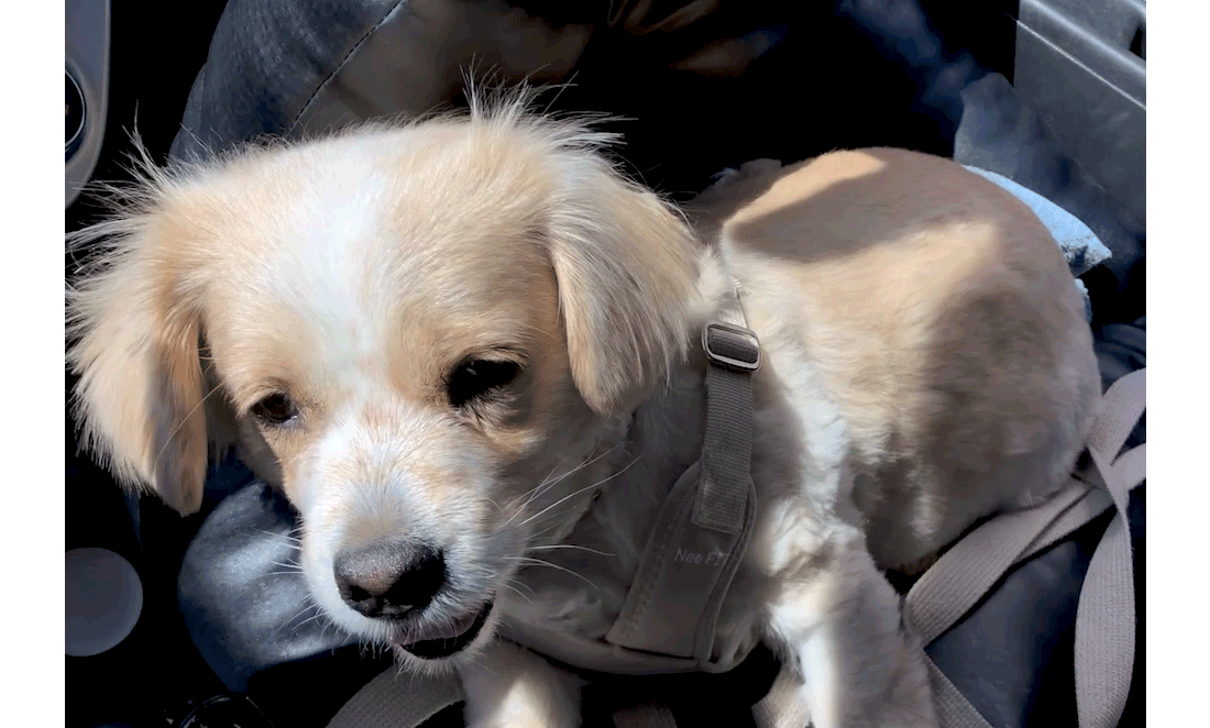 韓國 likalika 貝殼寵物安全座椅外出包|12 kg 以下適用