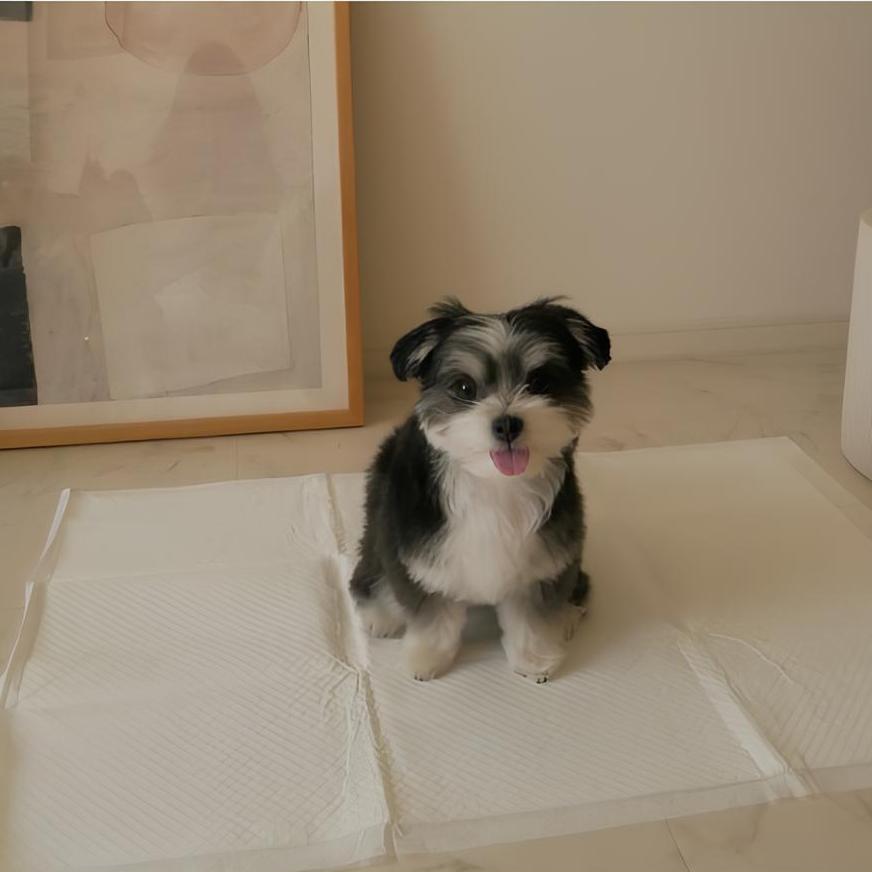 日本 Hoippo 一步步 高效吸收環保寵物尿布墊|植物性 PLA 生物可分解|50片 (S) - 高品質寵物尿墊 - 特價 $TWD 323|LOVE PET FAMILY