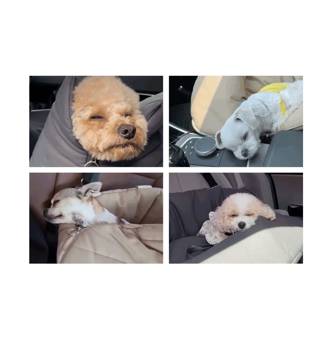 韓國 likalika 貝殼寵物安全座椅外出包|12 kg 以下適用