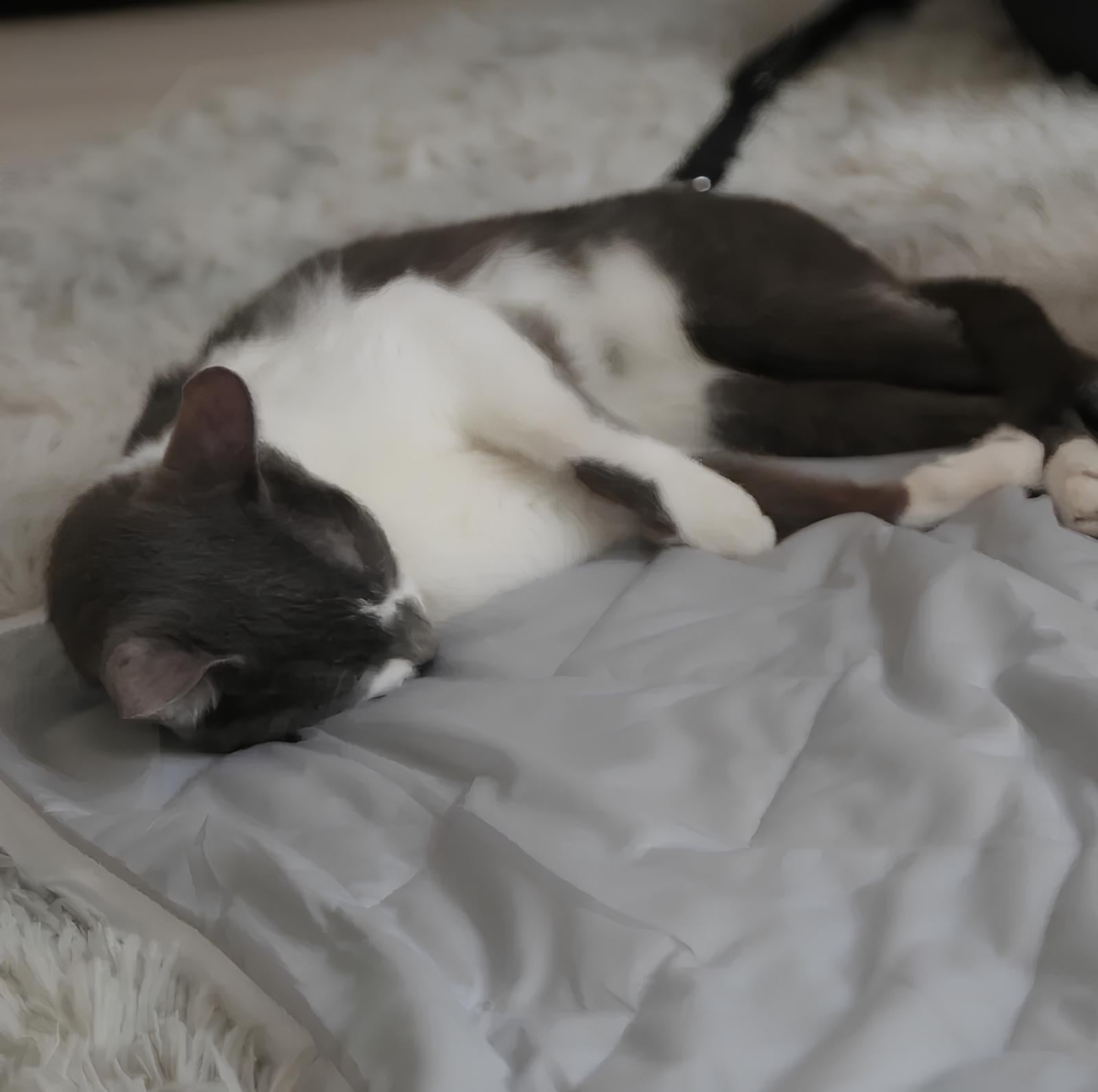 小宅生活 Housmall Living MINT 機能涼感被 - 高品質消暑用品 - 特價 $TWD 400|LOVE PET FAMILY