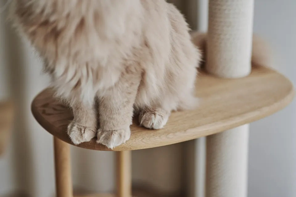 日本 KARIMOKU Cat Tree 貓跳台爬架|實木|藍色&橡木摩卡棕 - 高品質貓跳台 - 特價 $TWD 14580|LOVE PET FAMILY