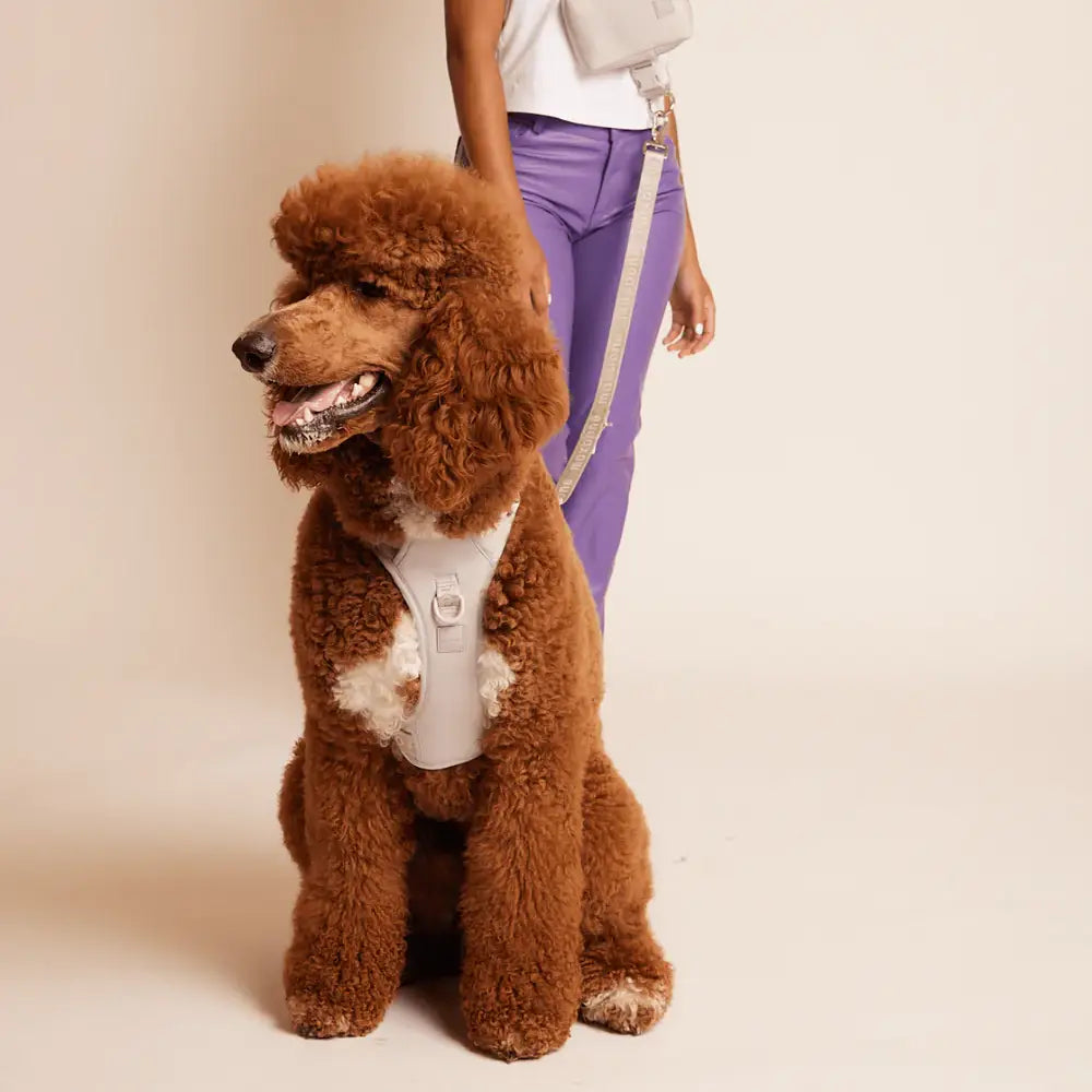 美國 maxbone 馬卡龍多功能免持寵物牽繩 Ease Hands Free Leash