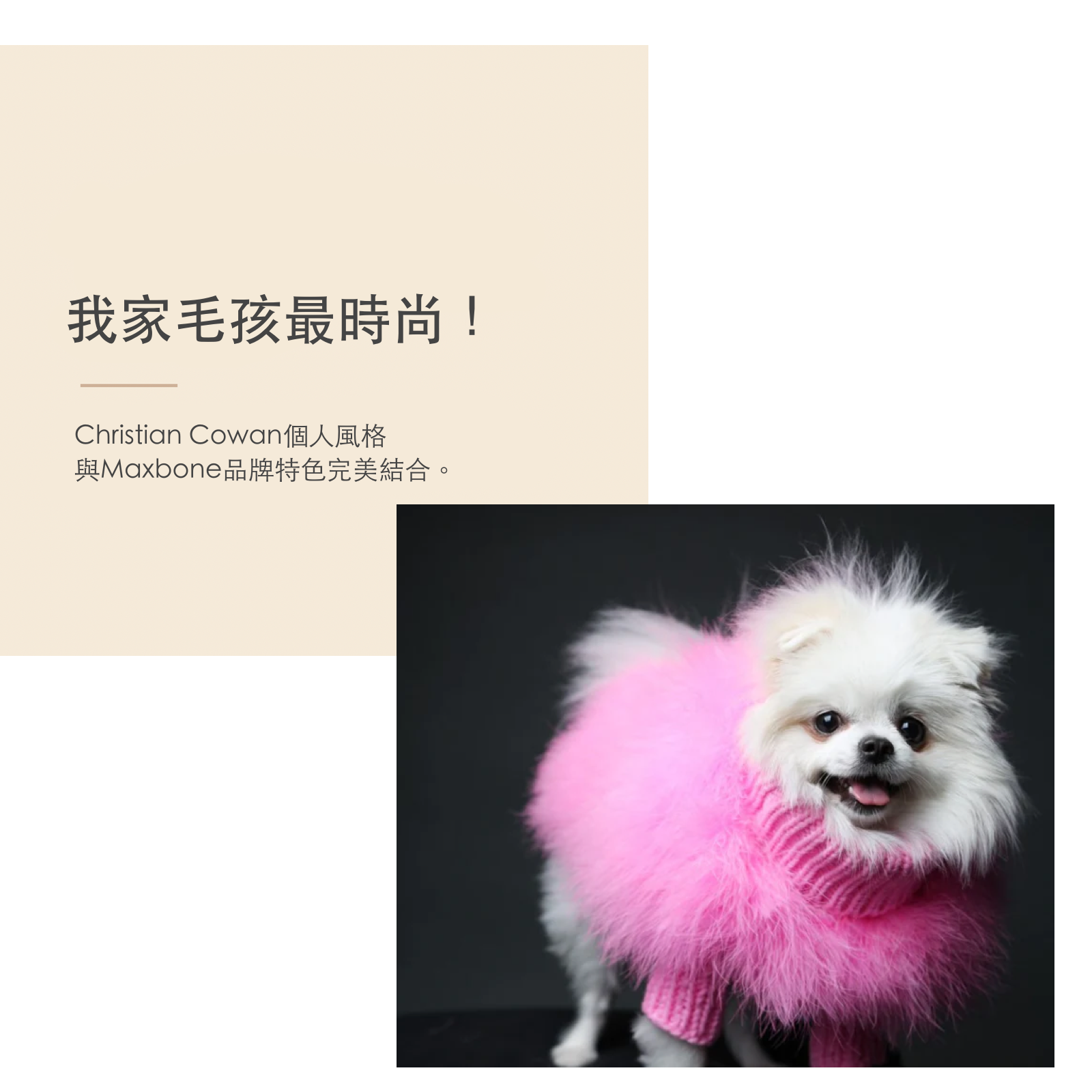 American maxbone x Christian Cowan joint pet clothing jumper sweater