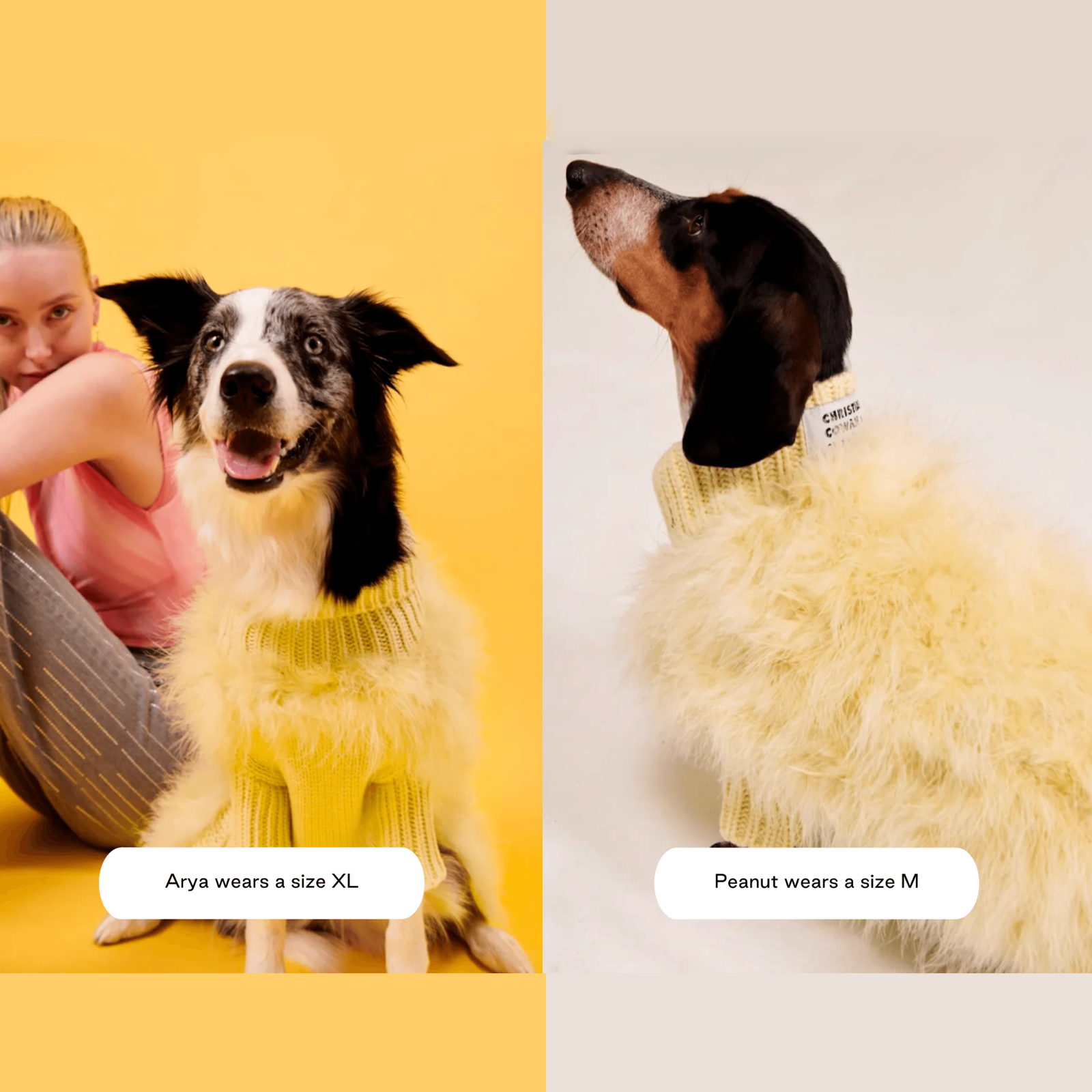 American maxbone x Christian Cowan joint pet clothing jumper sweater