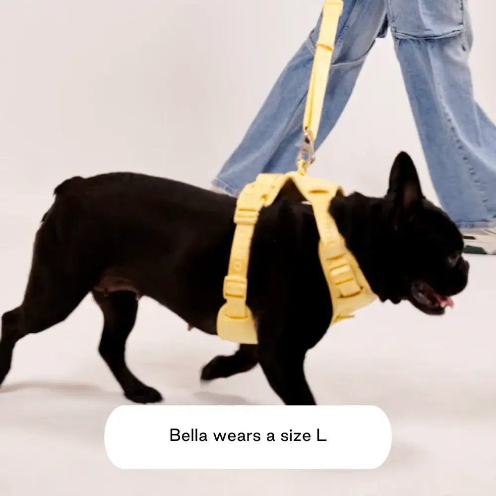 美國 maxbone 馬卡龍透氣寵物胸背帶 Easy Fit Harness