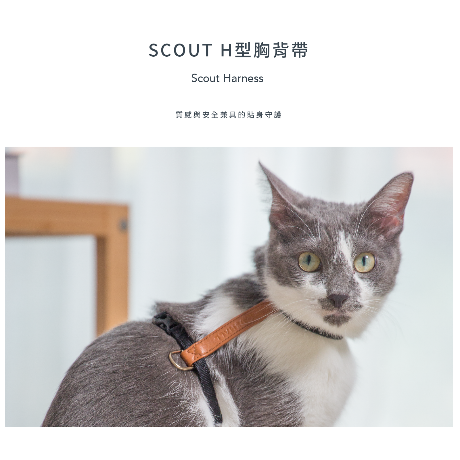 小宅生活 Housmall Living SCOUT 寵物外出H型胸背帶 - 高品質散步用品 - 特價 $TWD 580｜LOVE PET FAMILY