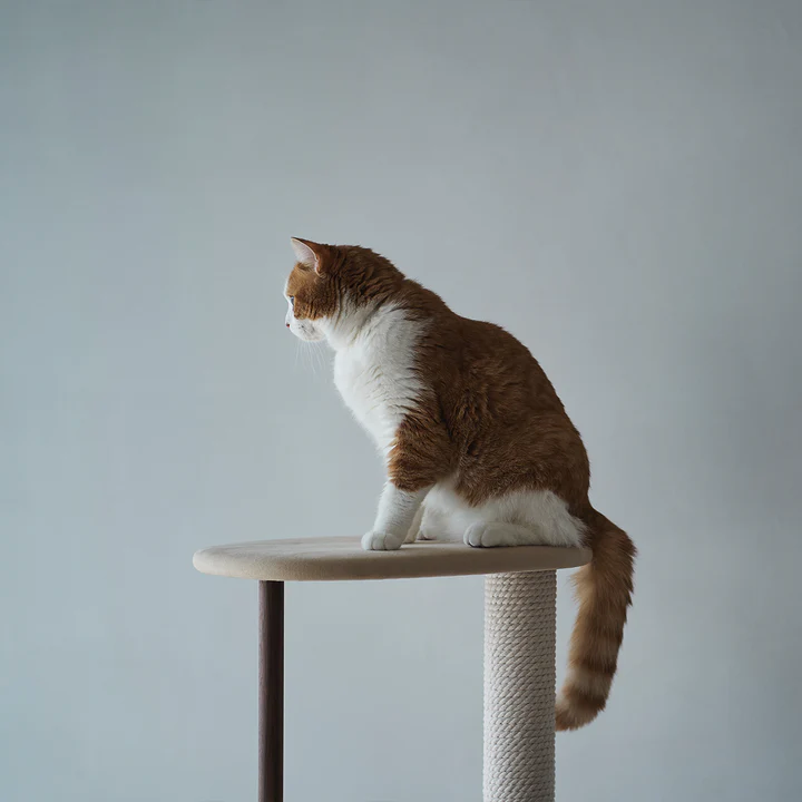 日本 KARIMOKU Cat Tree 貓跳台爬架｜實木｜米色＆胡桃原木色 - LOVE PET FAMILY