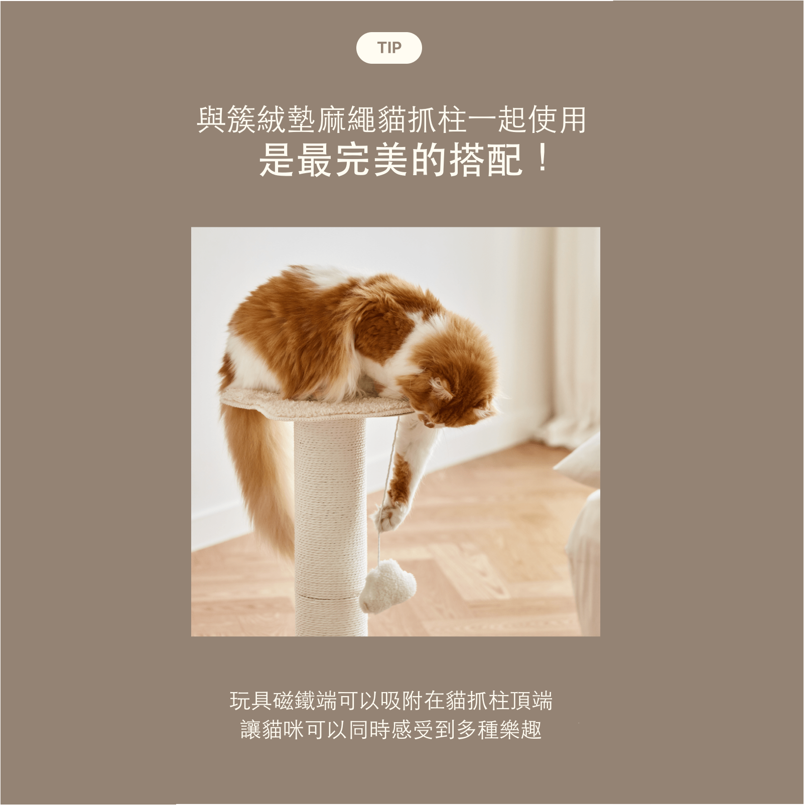 韓國 Fidotail  磁吸垂吊式懶人逗貓棒貓玩具