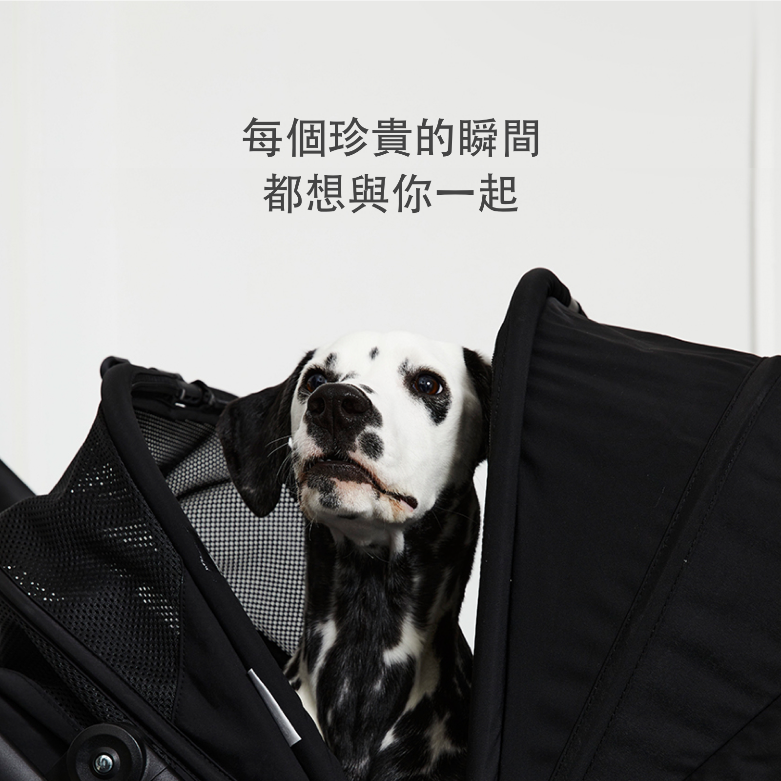 [Wholesale] 韓國 POMPOLARR PET 低重心雙開敞篷寵物推車｜一秒自動收車｜黎明黑 - 高品質 - 特價 $TWD 25800｜LOVE PET FAMILY