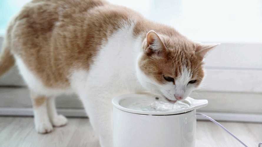 韓國 inherent  一代智能輕巧陶瓷寵物飲水機 Mug 1.0 - LOVE PET FAMILY