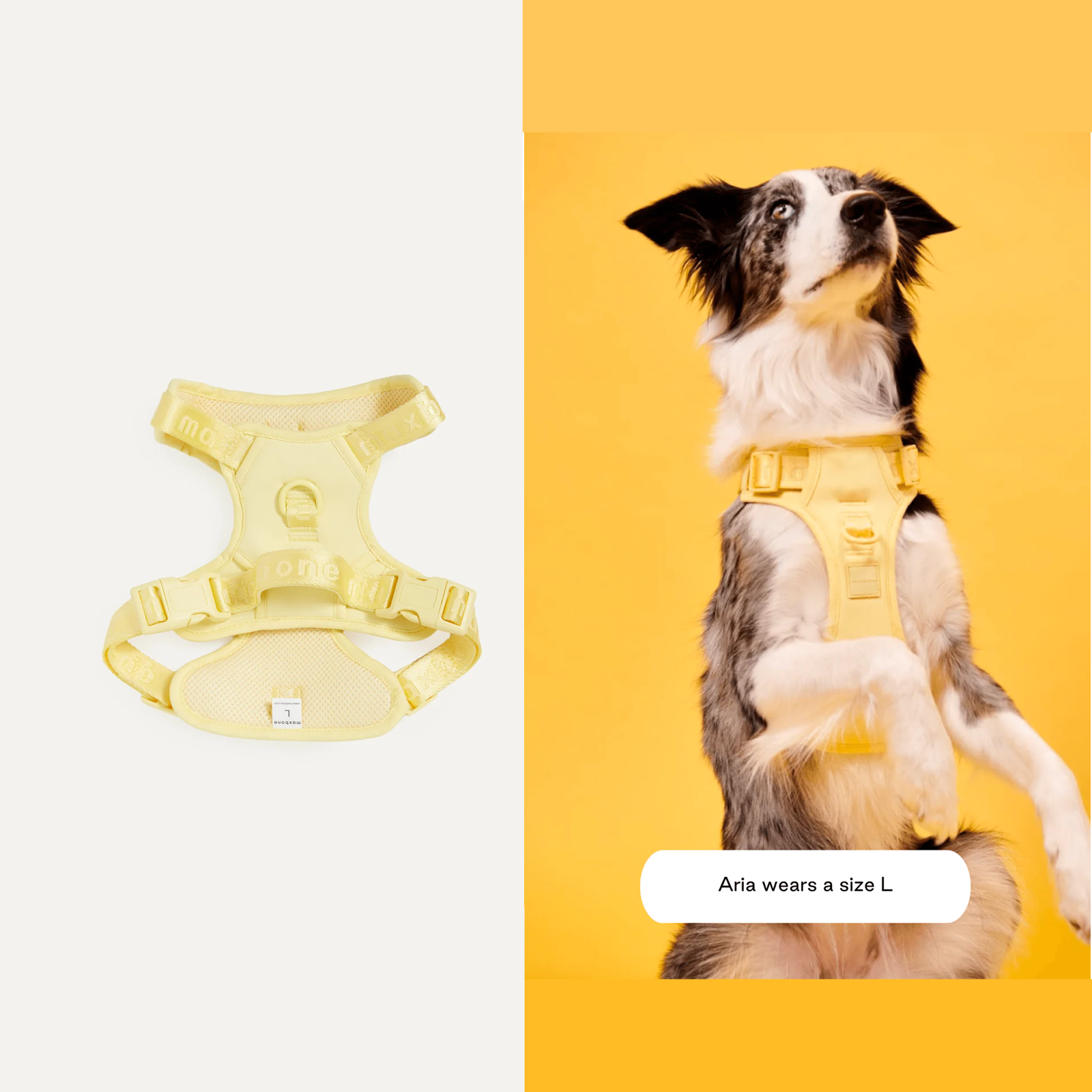 American maxbone macaron breathable pet harness Easy Fit Harness 